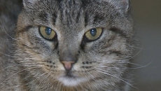 Кошка-воришка Матроска в последний раз прогулялась по аэропорту Владивостока Кошка-воришка Матроска в последний раз прогулялась по аэропорту Владивостока