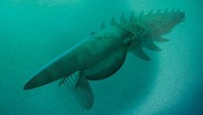 Anomalocaris - one of the animals disappeared during the Ordovician extinction