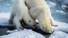 Белая медведица с медвежонком в районе архипелага Земля Франца Иосифа в Баренцевом море. Архивное фото Белая медведица с медвежонком в районе архипелага Земля Франца Иосифа в Баренцевом море. Архивное фото