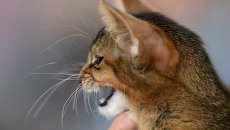 Кошка абиссинской породы. Архивное фото Кошка абиссинской породы. Архивное фото