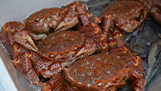 Морепродукты. Архивное фото Морепродукты. Архивное фото
