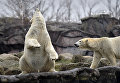 Белые медведи в зоопарке Гельзенкирхена Белые медведи в зоопарке Гельзенкирхена