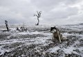 Собака сидит на поле Собака сидит на поле