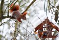 Белка у кормушки в Берлине Белка у кормушки в Берлине