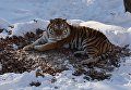 Уссурийский тигр Амур в вольере Приморского сафари-парка Уссурийский тигр Амур в вольере Приморского сафари-парка