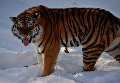 Уссурийский тигр Амур в вольере Приморского сафари-парка Уссурийский тигр Амур в вольере Приморского сафари-парка
