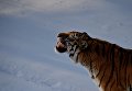 Уссурийский тигр Амур в вольере Приморского сафари-парка Уссурийский тигр Амур в вольере Приморского сафари-парка