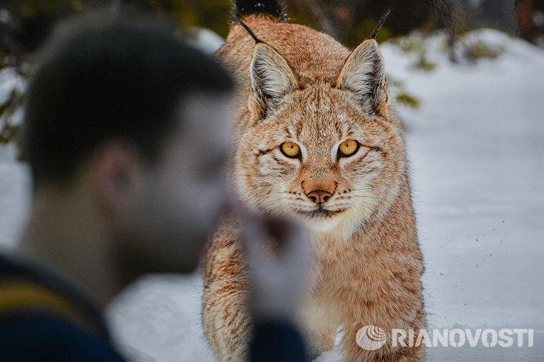 Посетители на фотовыставке, которая открылась в рамках III Общероссийского фестиваля природы Первозданная Россия в Центральном Доме Художника в Москве Посетители на фотовыставке, которая открылась в рамках III Общероссийского фестиваля природы Первозданная Россия в Центральном Доме Художника в Москве