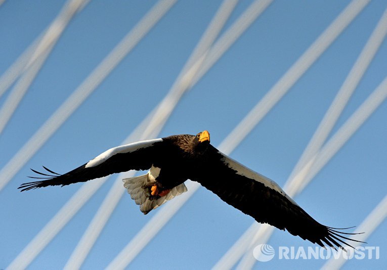 Краснокнижные орланы зимуют в центре Владивостока Краснокнижные орланы зимуют в центре Владивостока