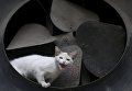 Кошка сидит в вентиляторе в центре Гаваны. 23 февраля 2016 Кошка сидит в вентиляторе в центре Гаваны. 23 февраля 2016