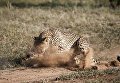 Гепарды, которые живут в Фонде по сохранению Cheetah в Очиваронго, Намибия. 18 февраля 2016 Гепарды, которые живут в Фонде по сохранению Cheetah в Очиваронго, Намибия. 18 февраля 2016