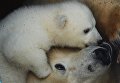 Белый медвежонок со своей мамой Гердой в вольере Новосибирского зоопарка Белый медвежонок со своей мамой Гердой в вольере Новосибирского зоопарка