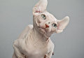 Котенок породы эльф Котенок породы эльф