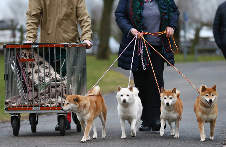 Собаки породы Сиба-ину на выставке Crufts Dog Show в Бирмингеме, Англия Собаки породы Сиба-ину на выставке Crufts Dog Show в Бирмингеме, Англия