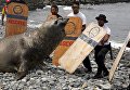 Морской слон, найденный больным на пляже в районе Мирафлорес, Лима. 11 марта 2016 Морской слон, найденный больным на пляже в районе Мирафлорес, Лима. 11 марта 2016