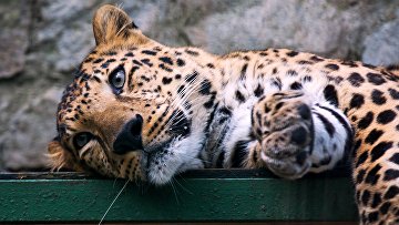В Приморье зарегистрировали нового леопарда