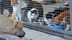 Приют для бездомных животных. Архивное фото Приют для бездомных животных. Архивное фото