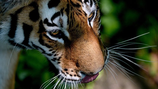 В китайском зоопарке тигрицу загрызли восемь соседей по вольеру