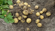 Potatoes