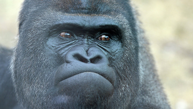 Гражданская война в Конго вызвала почти полное вымирание горилл
