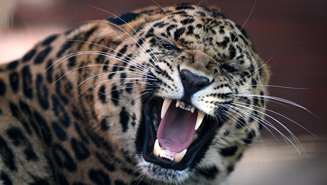 В цирке под Красноярском леопард напал на женщину