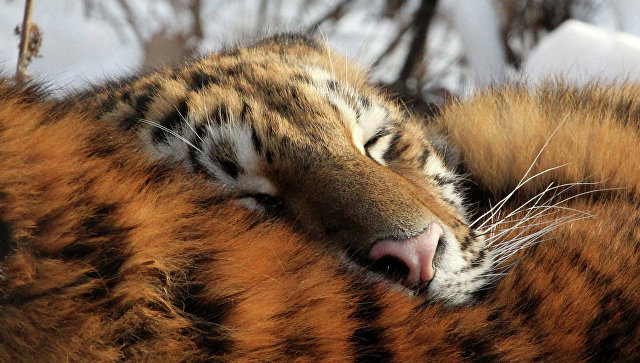 Тигрица Герда сбежала из зоопарка в Петербурге