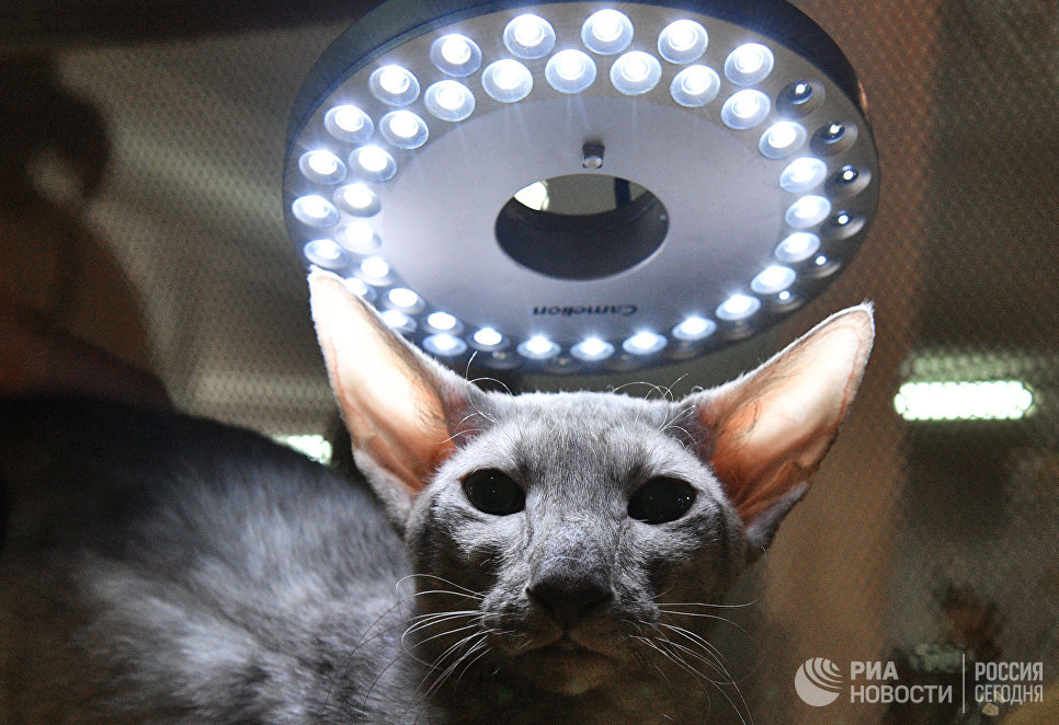 Кошка породы петерболд на выставке Кэт-Салон-Декабрь в Москве Кошка породы петерболд на выставке Кэт-Салон-Декабрь в Москве