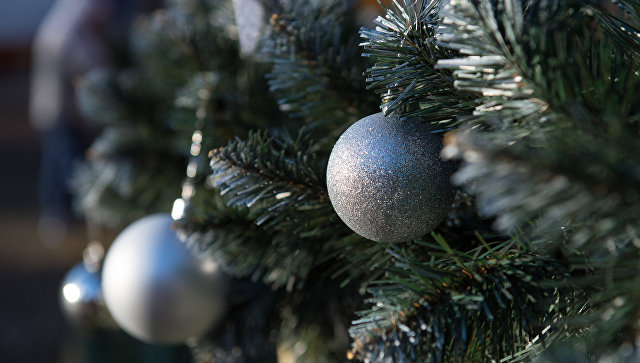 Из Калининграда в Польшу вернули около 4,5 тысяч живых новогодних елок