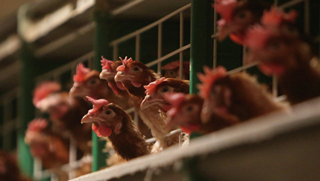 Россия временно ограничила ввоз из Польши ряда продуктов