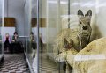 Саблезубая кабарга в зоологическом музее Санкт-Петербурга Саблезубая кабарга в зоологическом музее Санкт-Петербурга