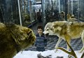 Посетитель в зоологическом музее Санкт-Петербурга Посетитель в зоологическом музее Санкт-Петербурга