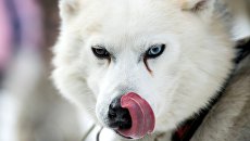 Собака породы хаски. Архивное фото Собака породы хаски. Архивное фото