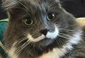 Кот-хипстер Гамильтон Кот-хипстер Гамильтон