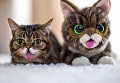 Кошка Лил Баб с плюшевой игрушкой Кошка Лил Баб с плюшевой игрушкой