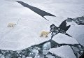 Белая медведица с медвежонком в районе архипелага Земля Франца Иосифа в Баренцевом море Белая медведица с медвежонком в районе архипелага Земля Франца Иосифа в Баренцевом море