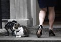Министр юстиции Великобритании Лиз Трасс проходит мимо кошки Ларри Министр юстиции Великобритании Лиз Трасс проходит мимо кошки Ларри