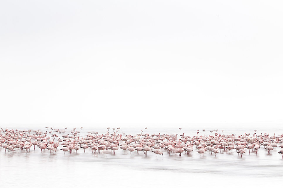 Работа фотографа из Швейцарии Alessandra Meniconzi Flamingos’ Soul для 2017 Sony World Photography Awards