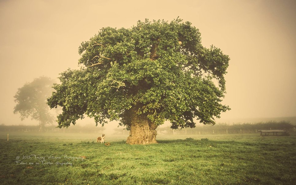 Работа фотографа Tracey Williams Дуб Brimmon для 2017 European Tree of the Year Работа фотографа Tracey Williams Дуб Brimmon для 2017 European Tree of the Year