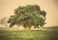 Работа фотографа Tracey Williams Дуб Brimmon для 2017 European Tree of the Year Работа фотографа Tracey Williams Дуб Brimmon для 2017 European Tree of the Year