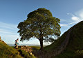 Работа фотографа John Millar The Sycamore Gap Tree для 2017 European Tree of the Year Работа фотографа John Millar The Sycamore Gap Tree для 2017 European Tree of the Year