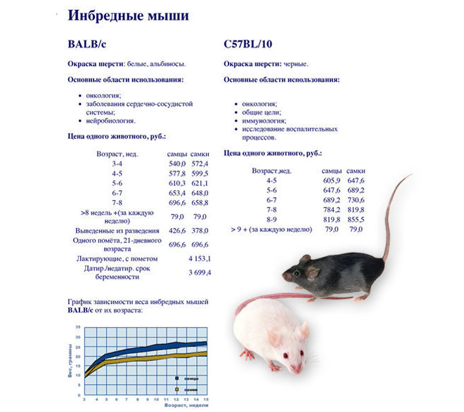 Мышь рост. Крыса 3 месяца размер. Нормальный вес крысы самца в 1 год. Вес лабораторных крыс по возрасту. Длина тела лабораторных крыс.
