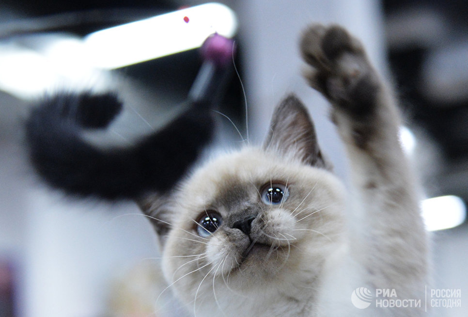 Кошка породы британская на международной выставке Кубок Валенсии - Весна в Москве Кошка породы британская на международной выставке Кубок Валенсии - Весна в Москве