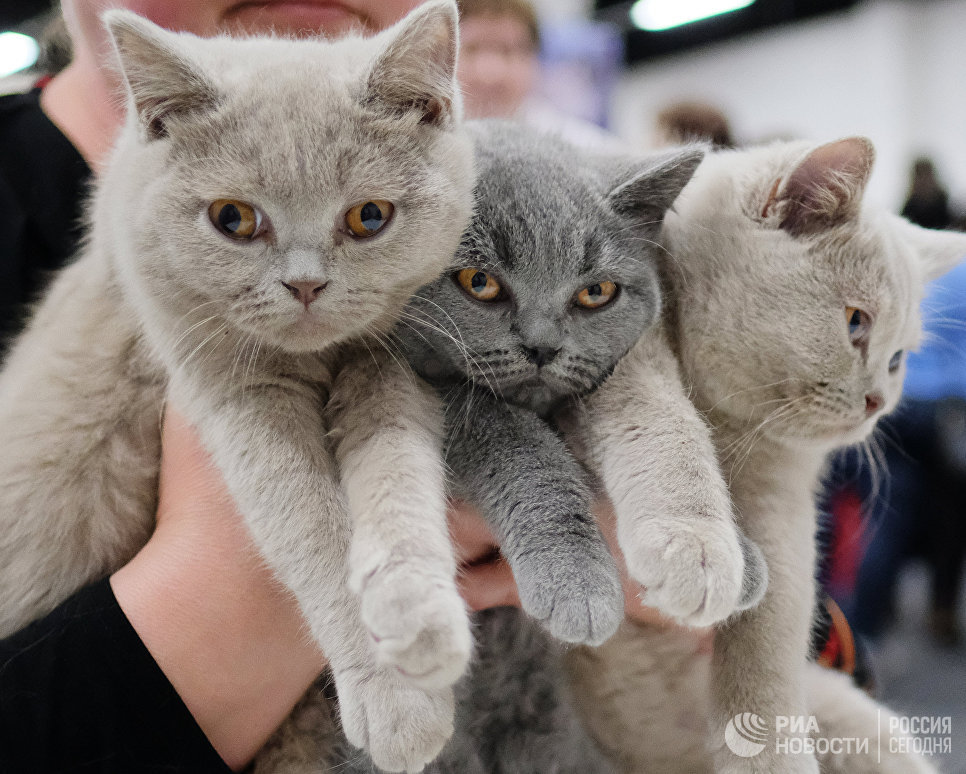 Кошки породы британская на международной выставке Кубок Валенсии - Весна в Москве Кошки породы британская на международной выставке Кубок Валенсии - Весна в Москве