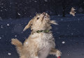 Работа победителя конкурса Dog Photographer of the year Работа победителя конкурса Dog Photographer of the year