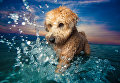 Работа победителя конкурса Dog Photographer of the year Работа победителя конкурса Dog Photographer of the year