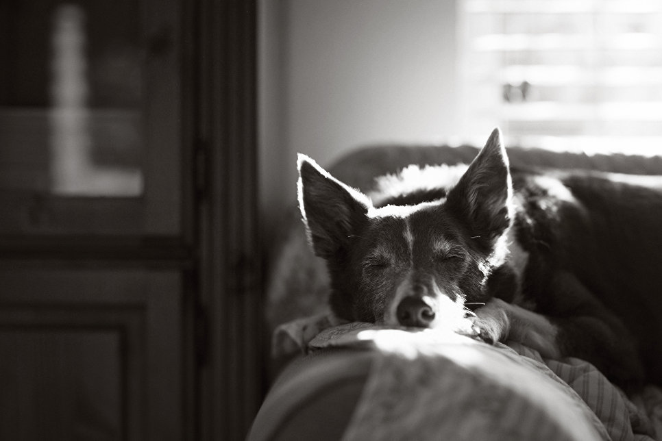 Работа победителя конкурса Dog Photographer of the year Работа победителя конкурса Dog Photographer of the year