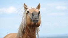 Лошадь. Архивное фото Лошадь. Архивное фото