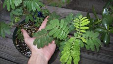 Mimosa tenuiflora Mimosa tenuiflora