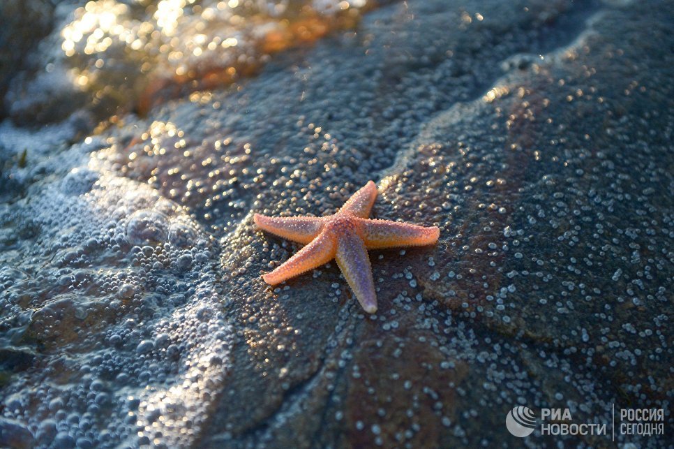 Морская звезда на берегу Онежского залива в районе мыса Глубокий Морская звезда на берегу Онежского залива в районе мыса Глубокий