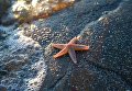 Морская звезда на берегу Онежского залива в районе мыса Глубокий Морская звезда на берегу Онежского залива в районе мыса Глубокий